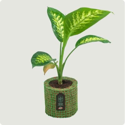 Low-Light Plants