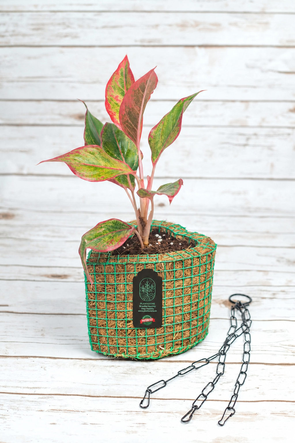 Aglonima Lipstick in a Plantozone cocohusk planter