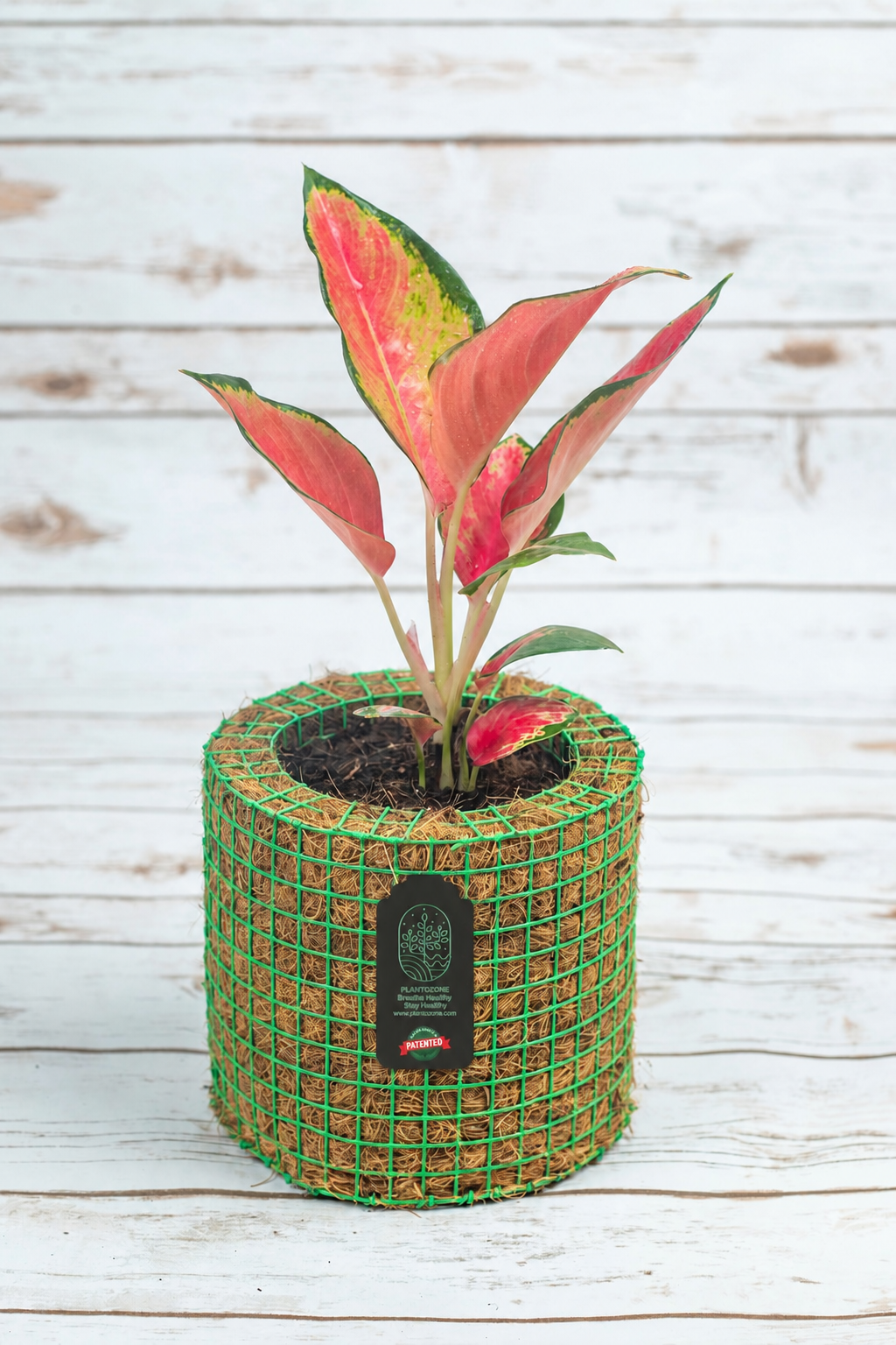 Aglonima Red Plant in a Plantozone cocohusk planter