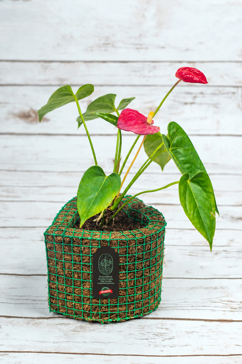 Anthurium Red Flower in a Plantozone cocohusk planter