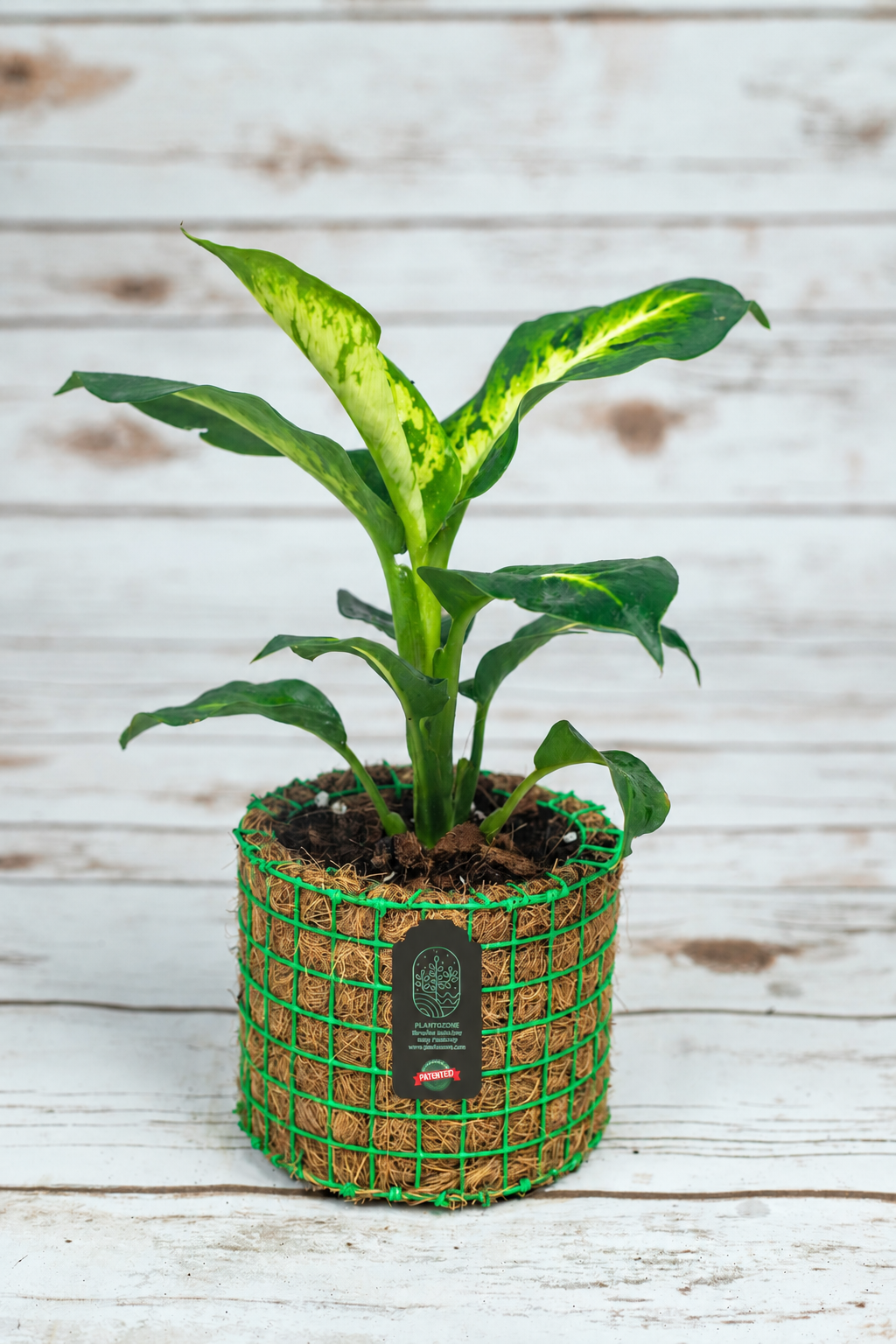 Dieffenbachia Amy in a Plantozone cocohusk planter