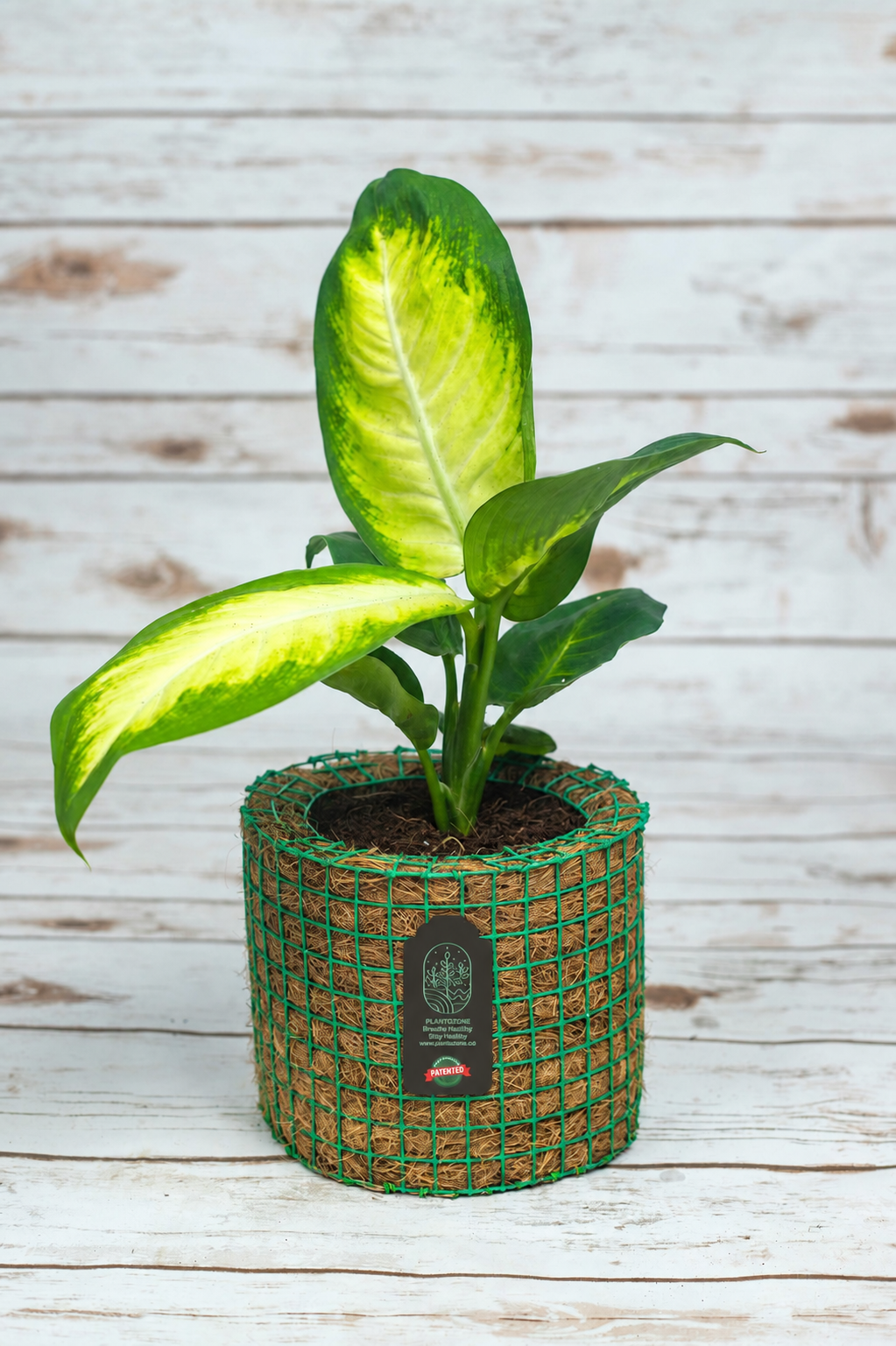 Dieffenbachia Sparkle in a Plantozone cocohusk planter