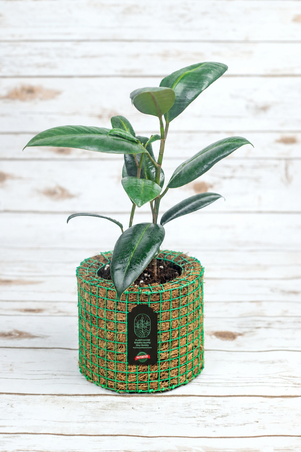 Green Rubber Plant in a Plantozone cocohusk planter