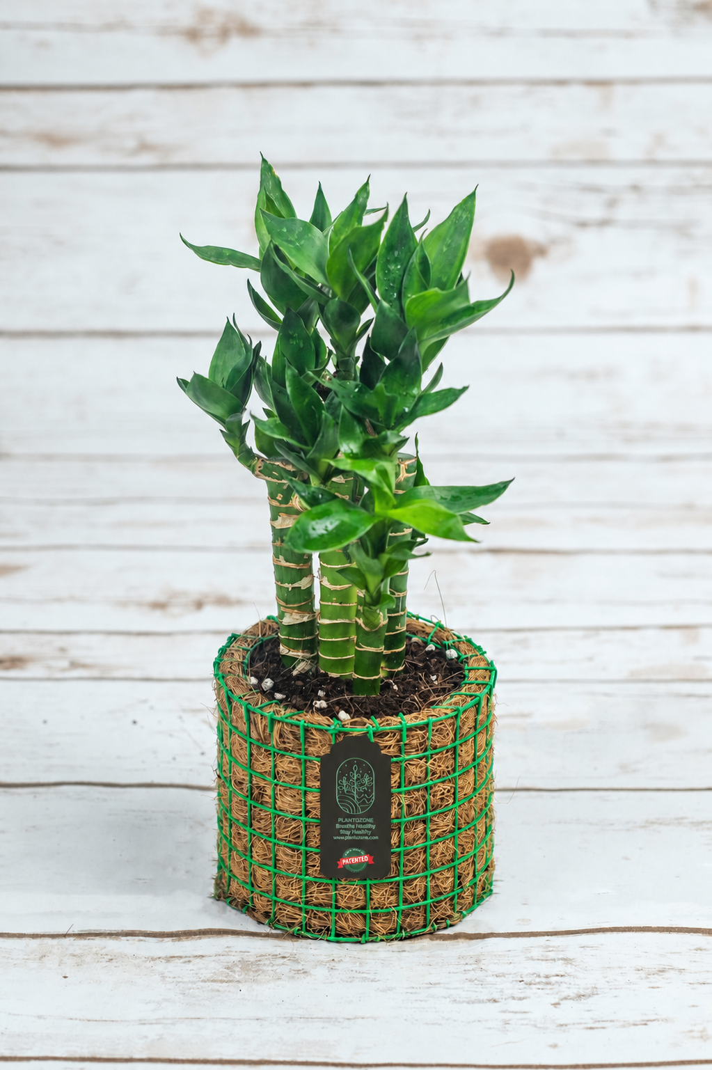 Lotus Bamboo in a Plantozone cocohusk planter