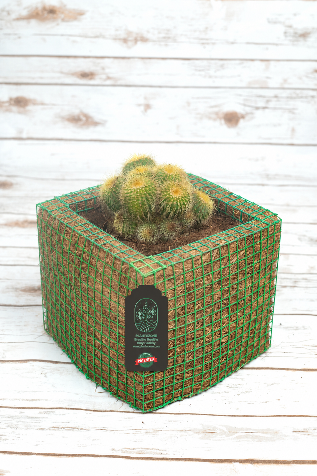 Mammilaria Cactus in a Plantozone cocohusk planter