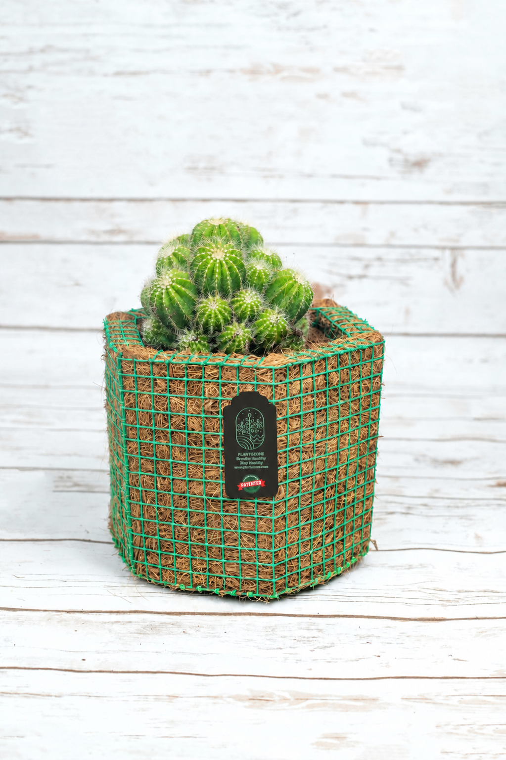 Notocactus in a Plantozone cocohusk planter