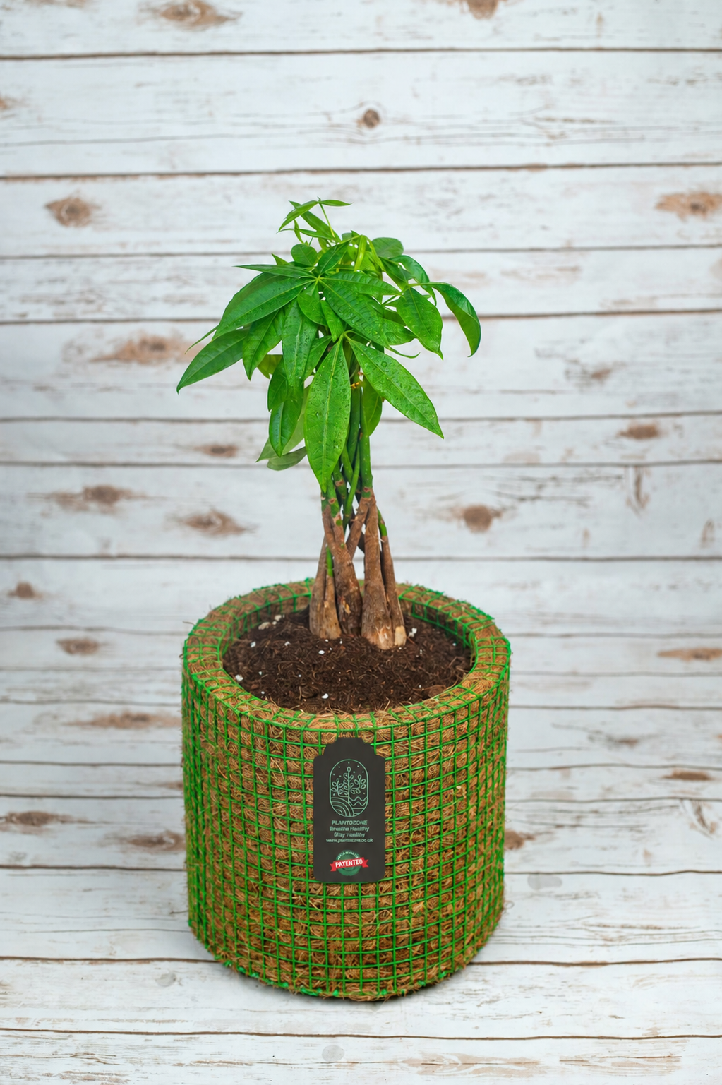 Pachira Money Plant in a Plantozone cocohusk planter