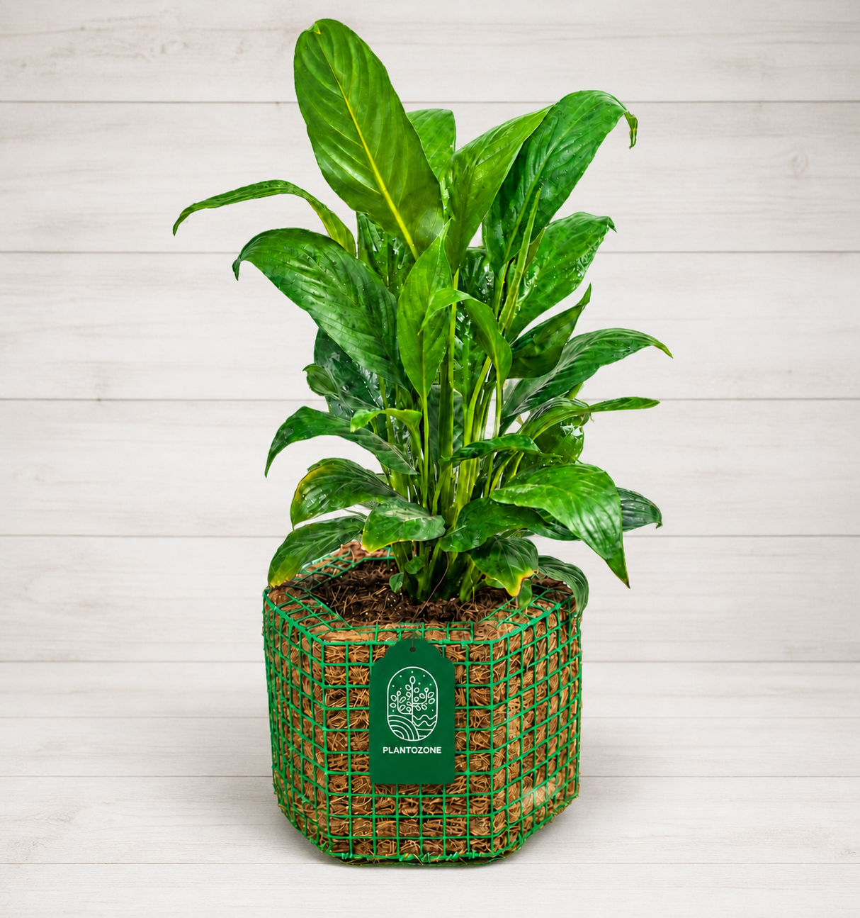 Peace Lily in a Plantozone cocohusk planter