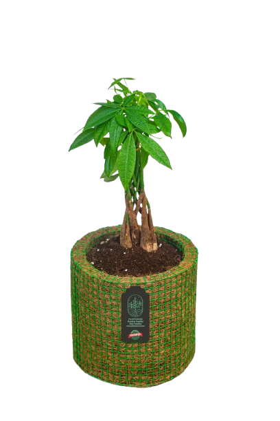 Pachira plant in a Plantozone cocohusk planter