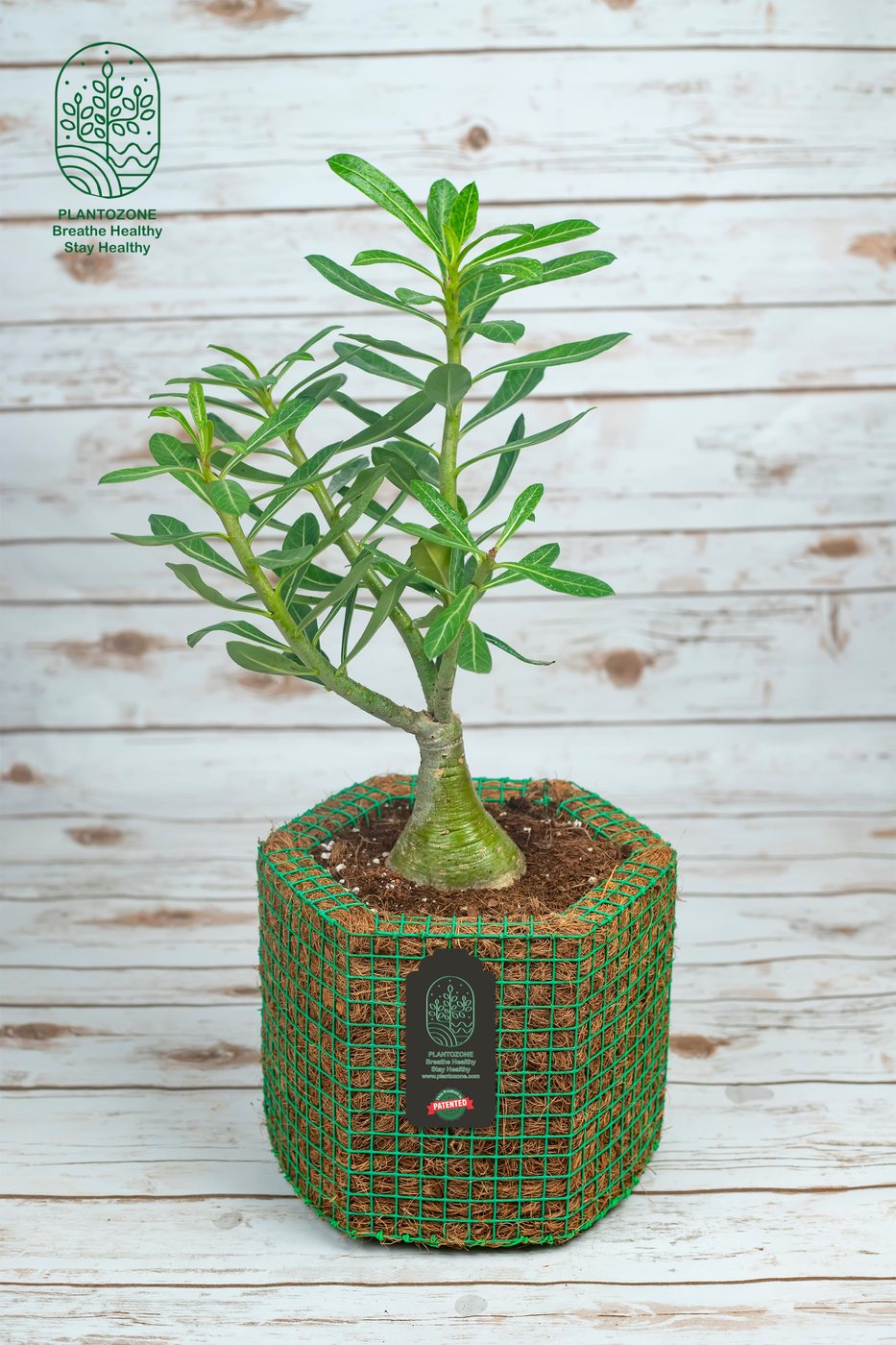 Adenium Flower Plant in a Plantozone cocohusk planter