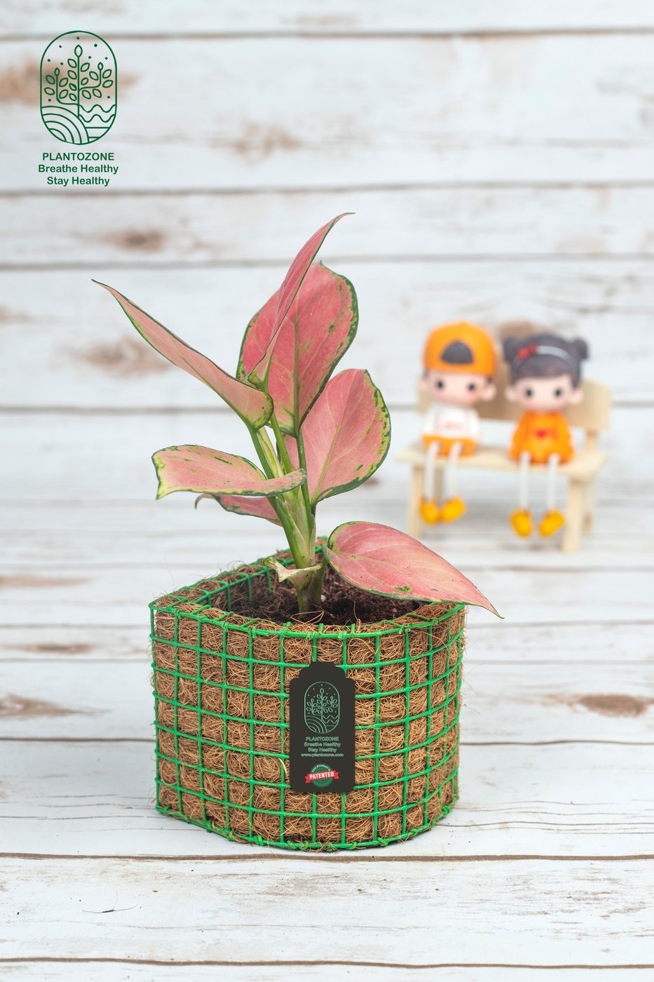 Aglaonema Pink in a Plantozone cocohusk planter