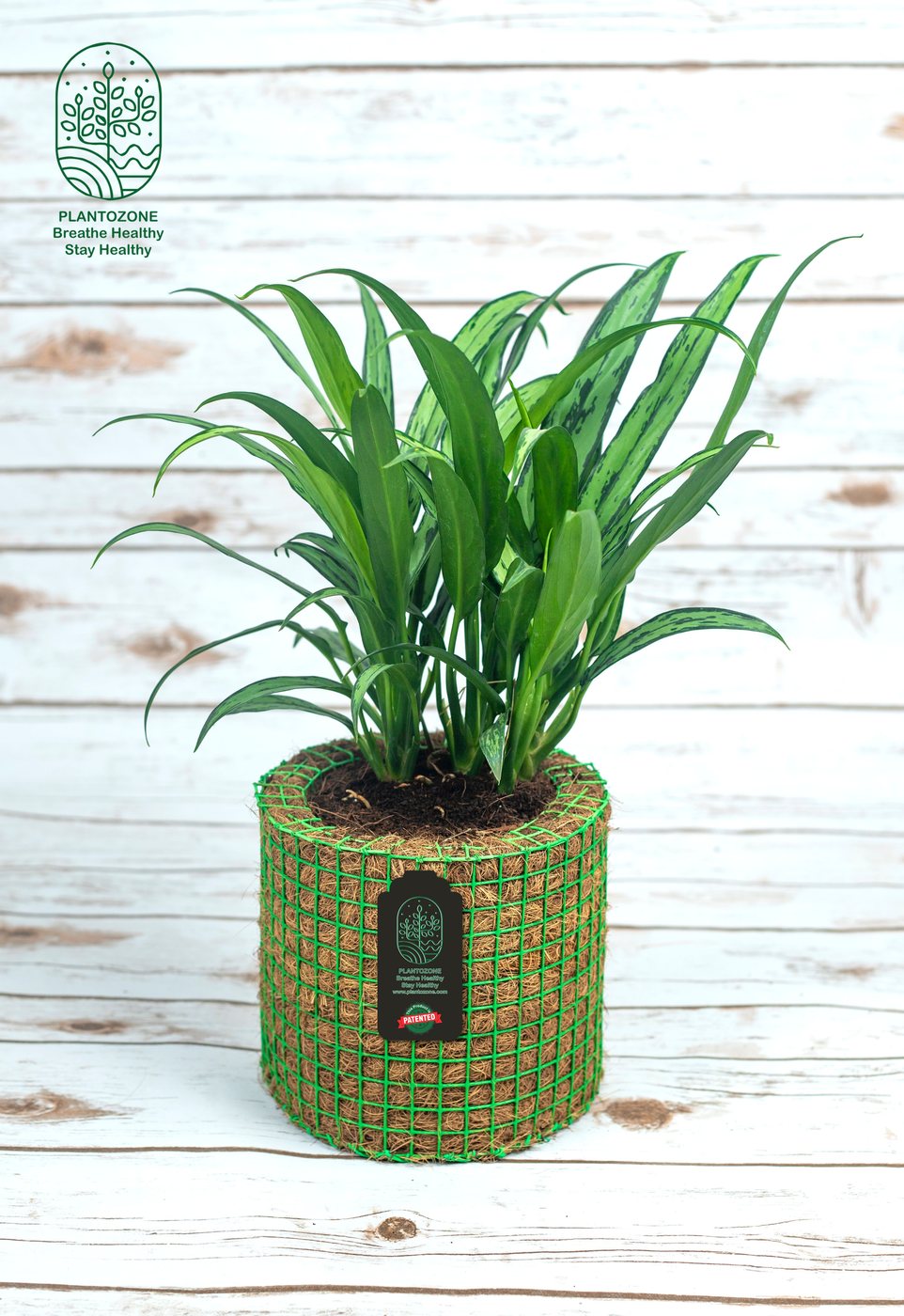 Aglonima Cutlass in a Plantozone cocohusk planter