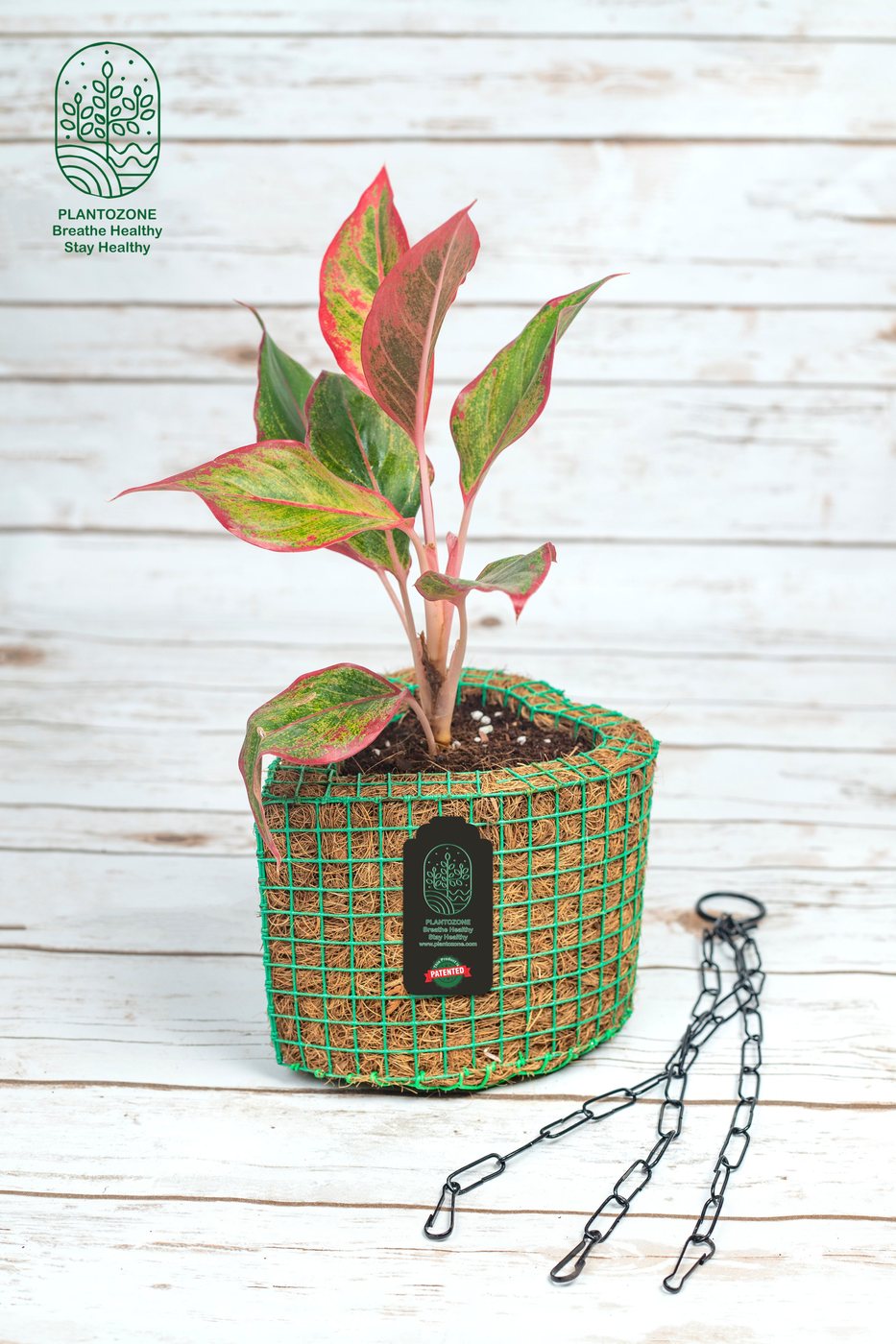 Aglonima Lipstick in a Plantozone cocohusk planter