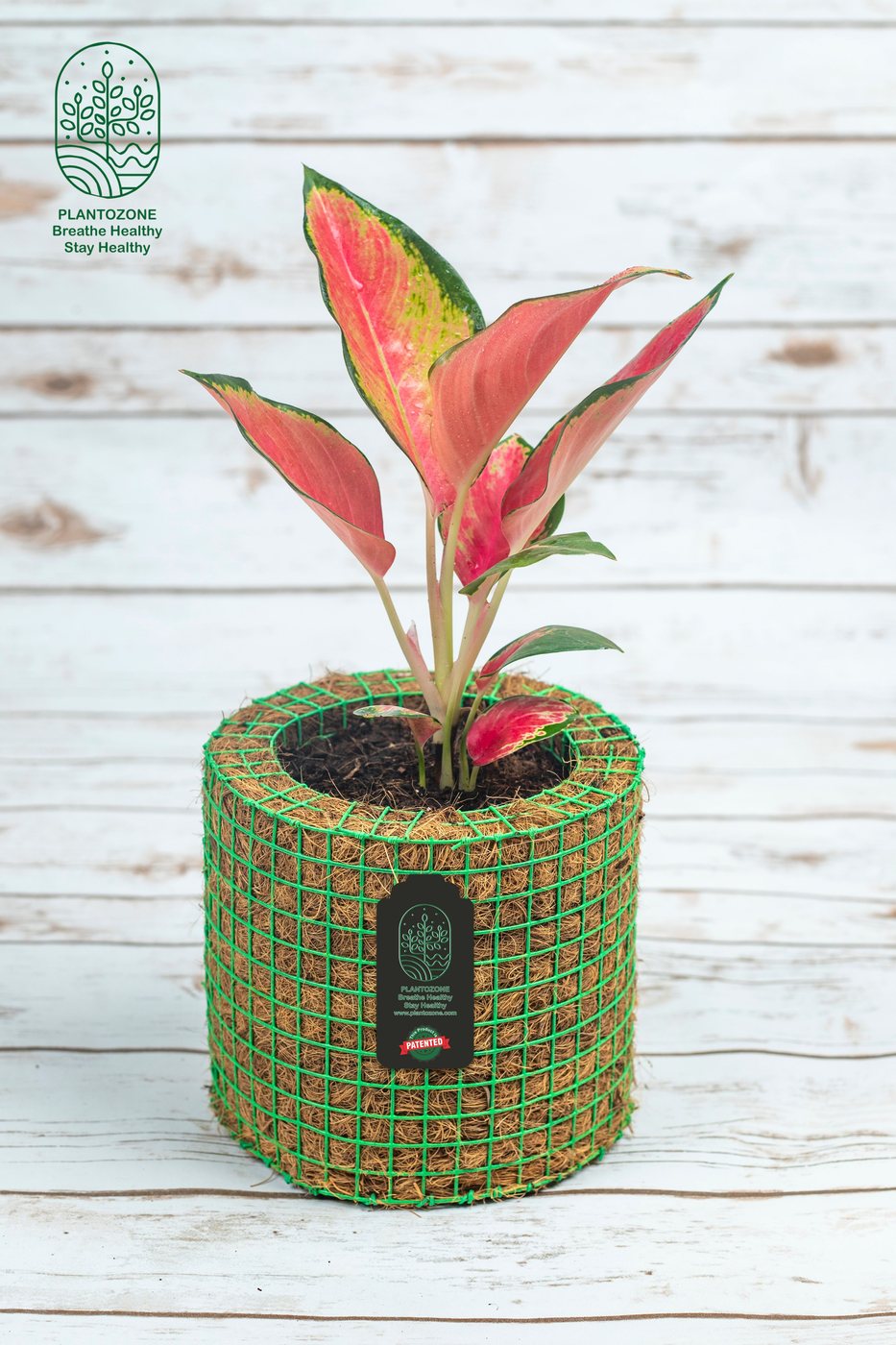 Aglonima Red Plant in a Plantozone cocohusk planter