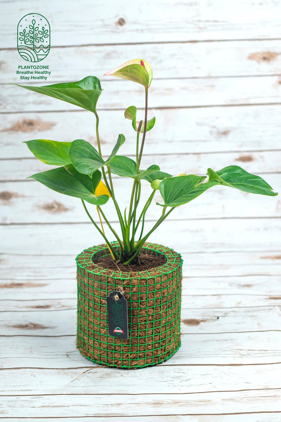 Anthurium Pink Flower in a Plantozone cocohusk planter