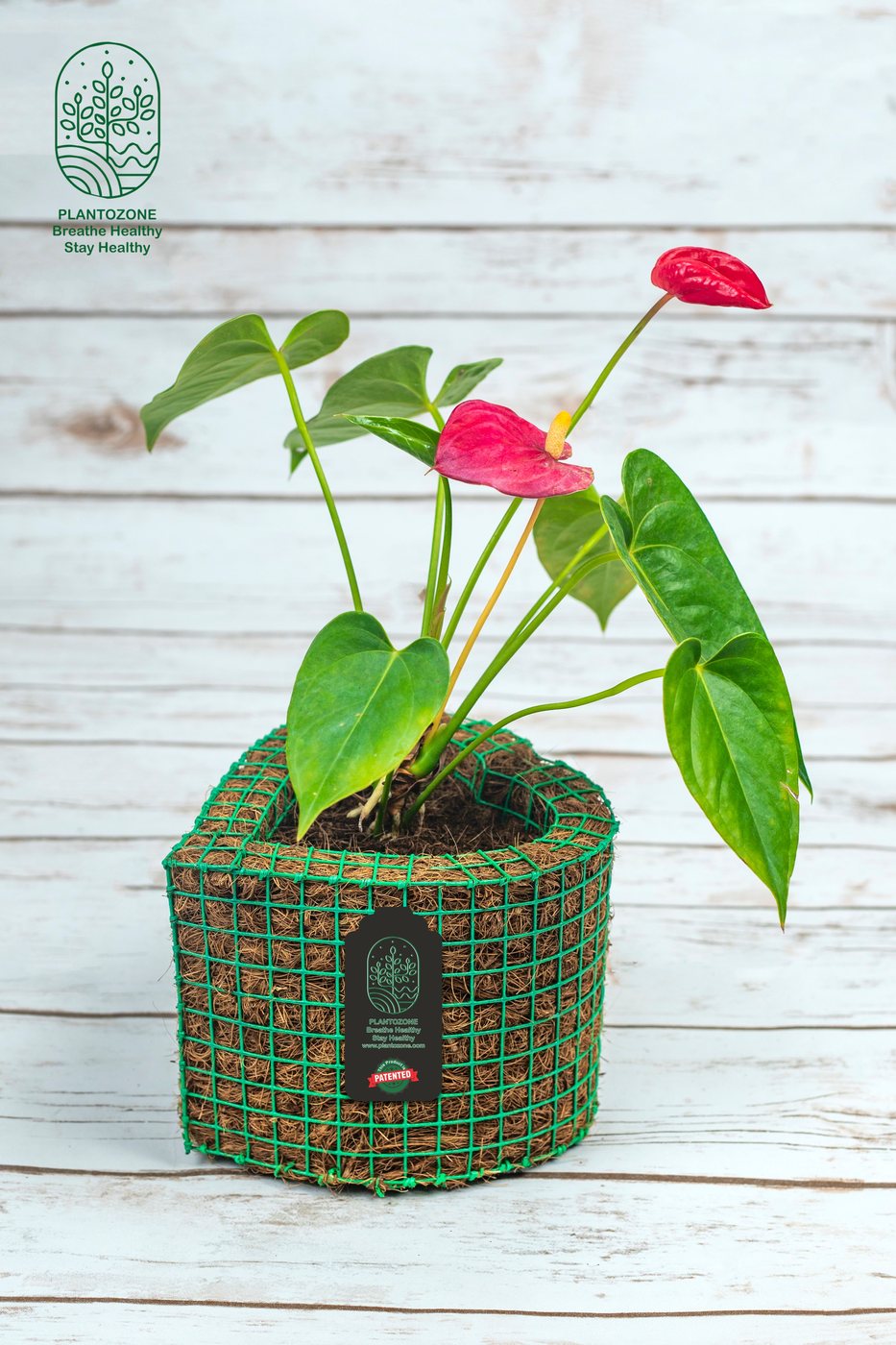 Anthurium Red Flower in a Plantozone cocohusk planter