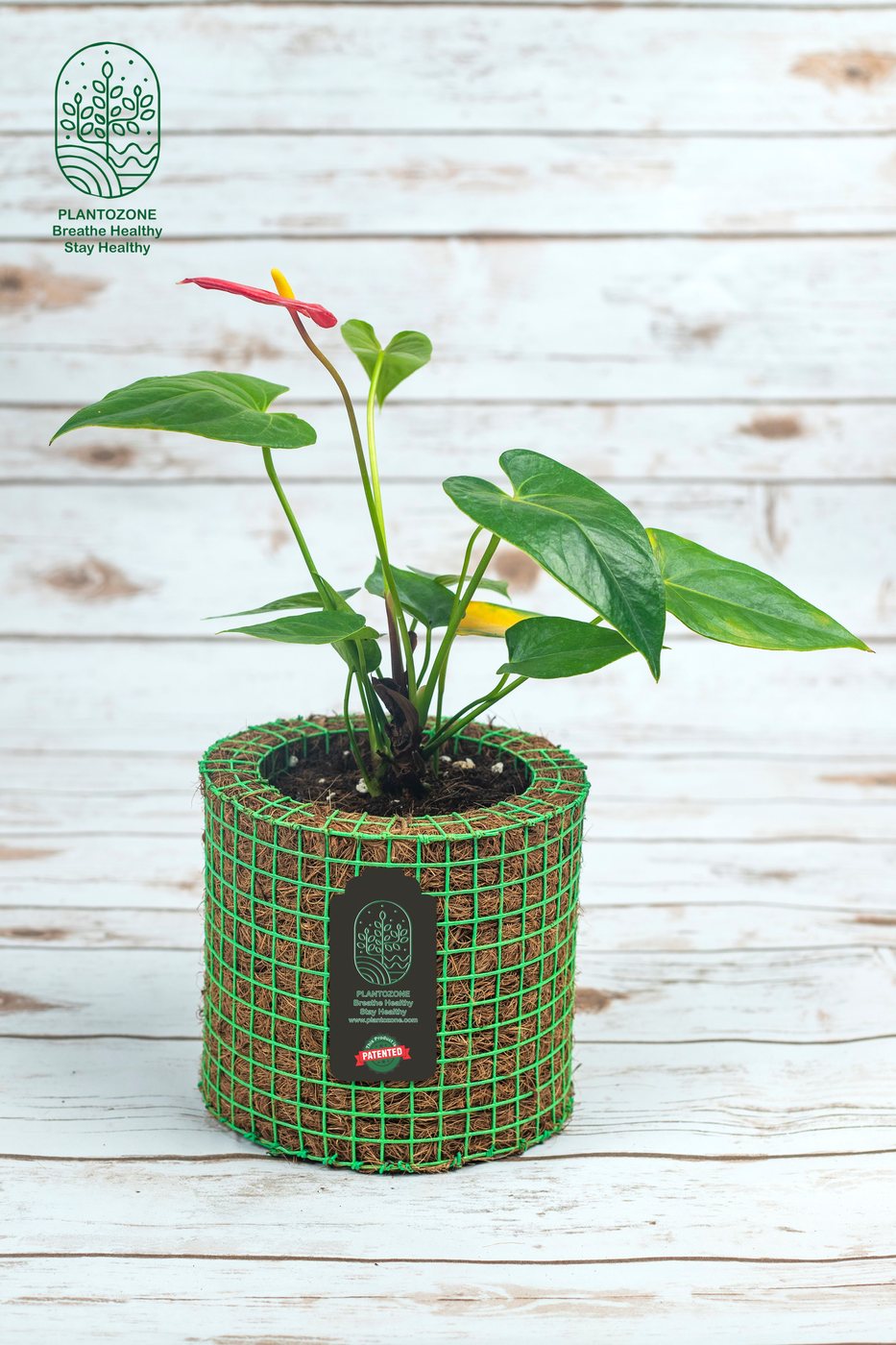 Anthurium White Pink Flower in a Plantozone cocohusk planter