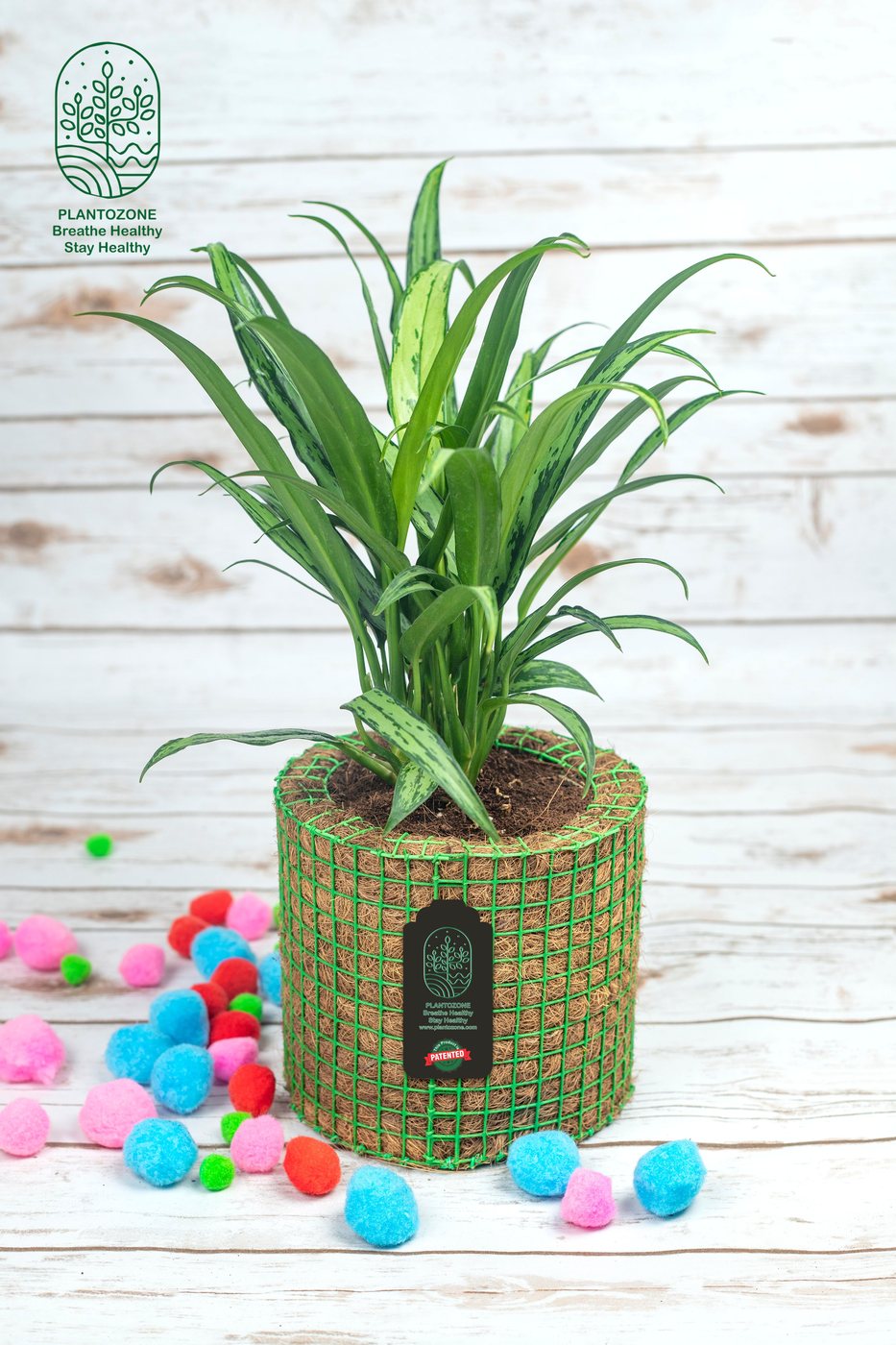 Areca Palm Plant in a Plantozone cocohusk planter