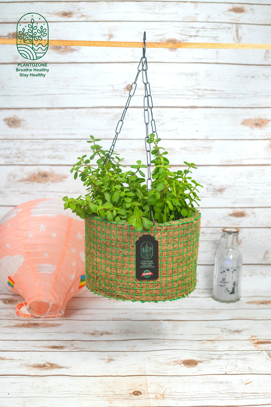 Big Jade Plant Hanging in a Plantozone cocohusk planter