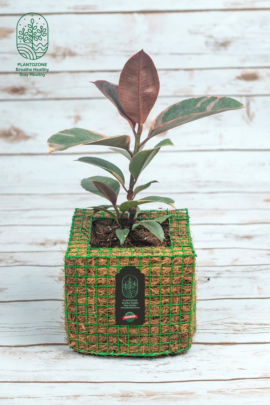 Brown Rubber Plant in a Plantozone cocohusk planter