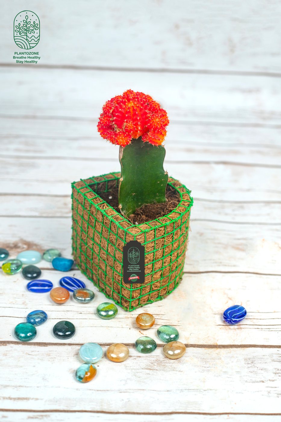Cactus Red Grafted in a Plantozone cocohusk planter