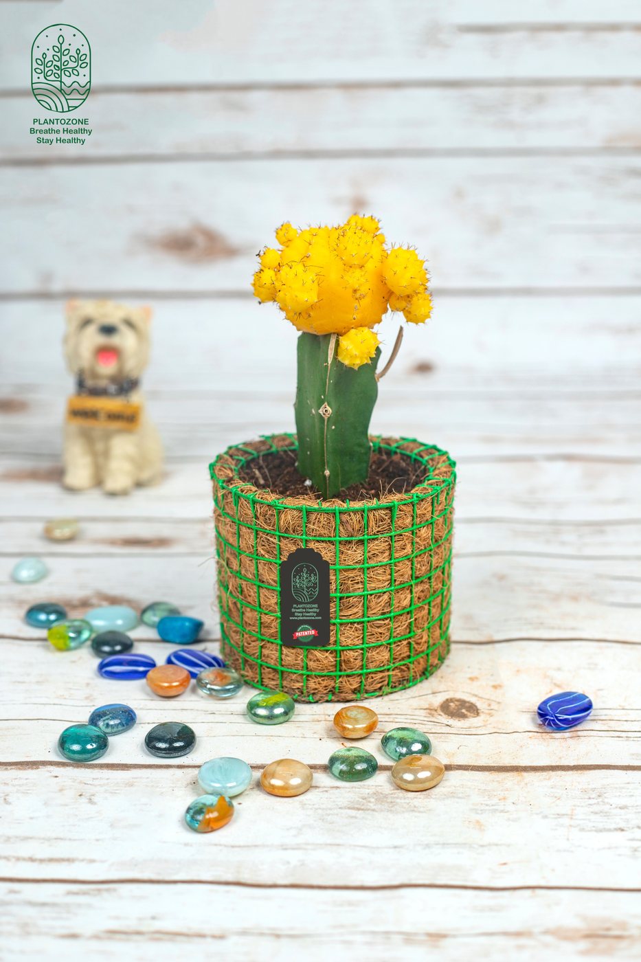 Cactus Yellow Grafted in a Plantozone cocohusk planter