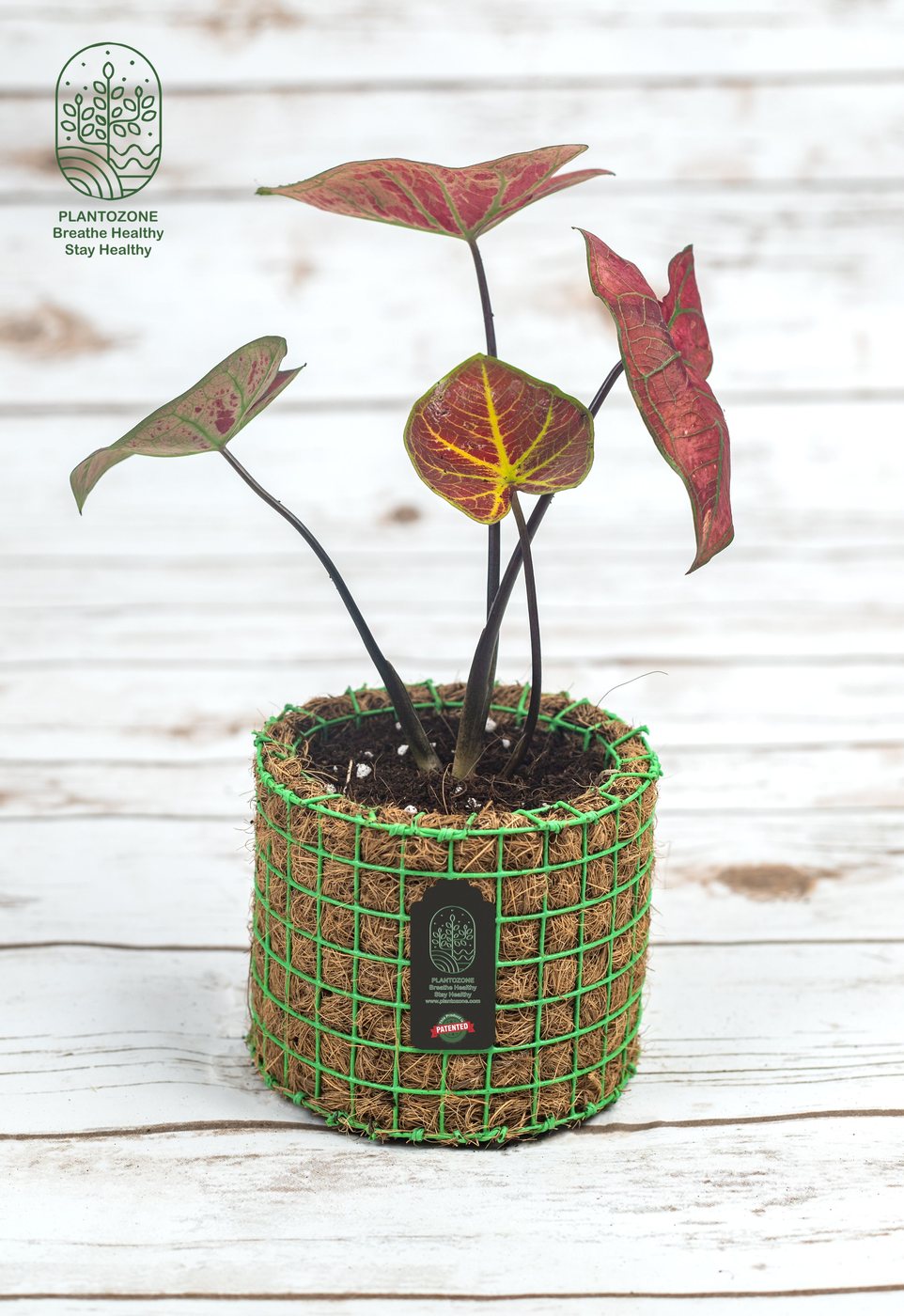 Caladium Red in a Plantozone cocohusk planter