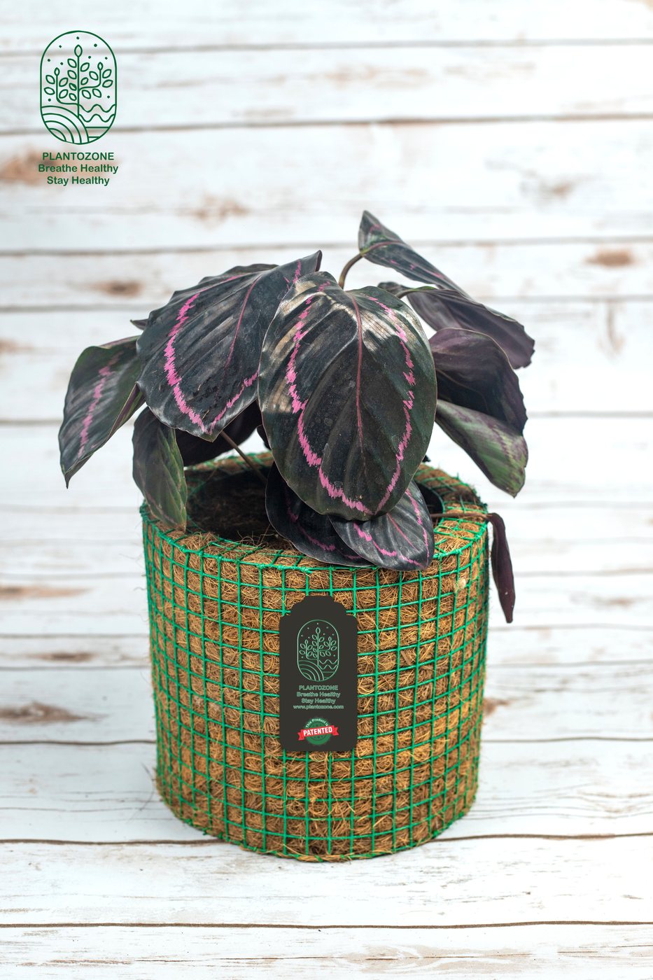 Calathea Plant in a Plantozone cocohusk planter