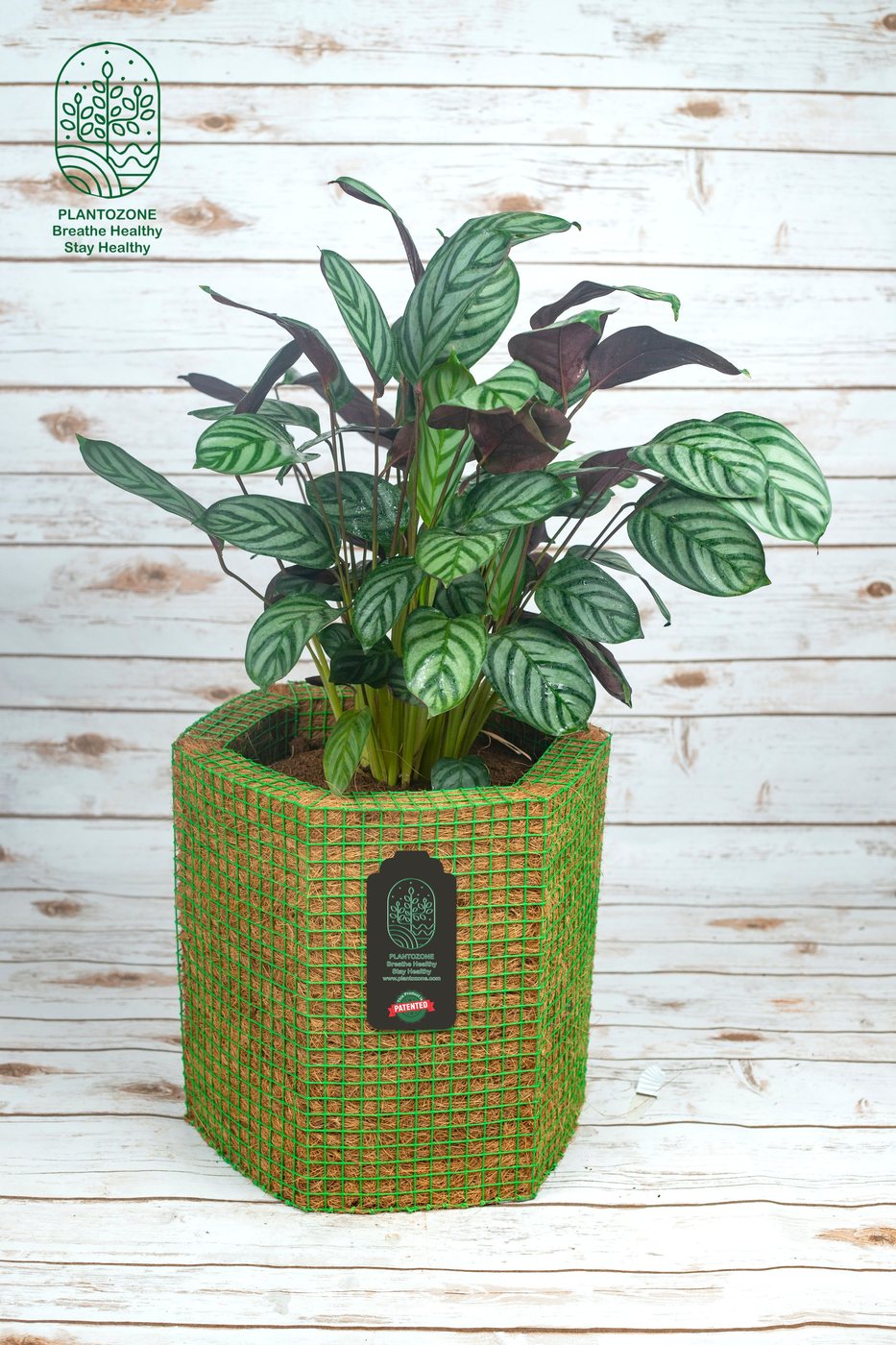 Compactstar Calathea Plant in a Plantozone cocohusk planter