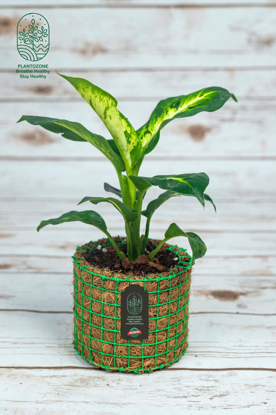 Dieffenbachia Amy in a Plantozone cocohusk planter
