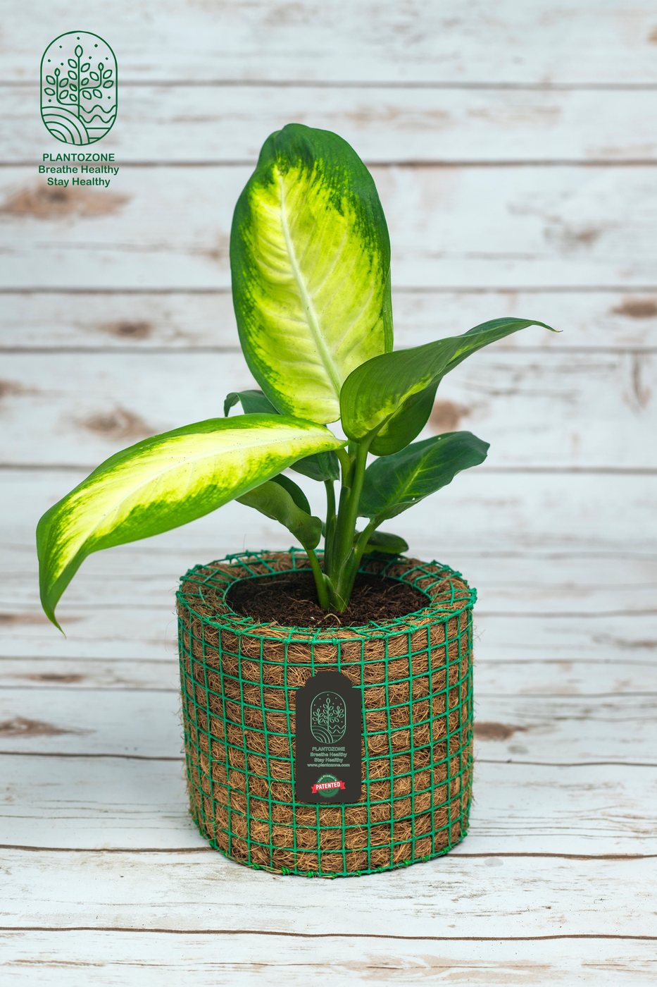 Dieffenbachia Sparkle in a Plantozone cocohusk planter