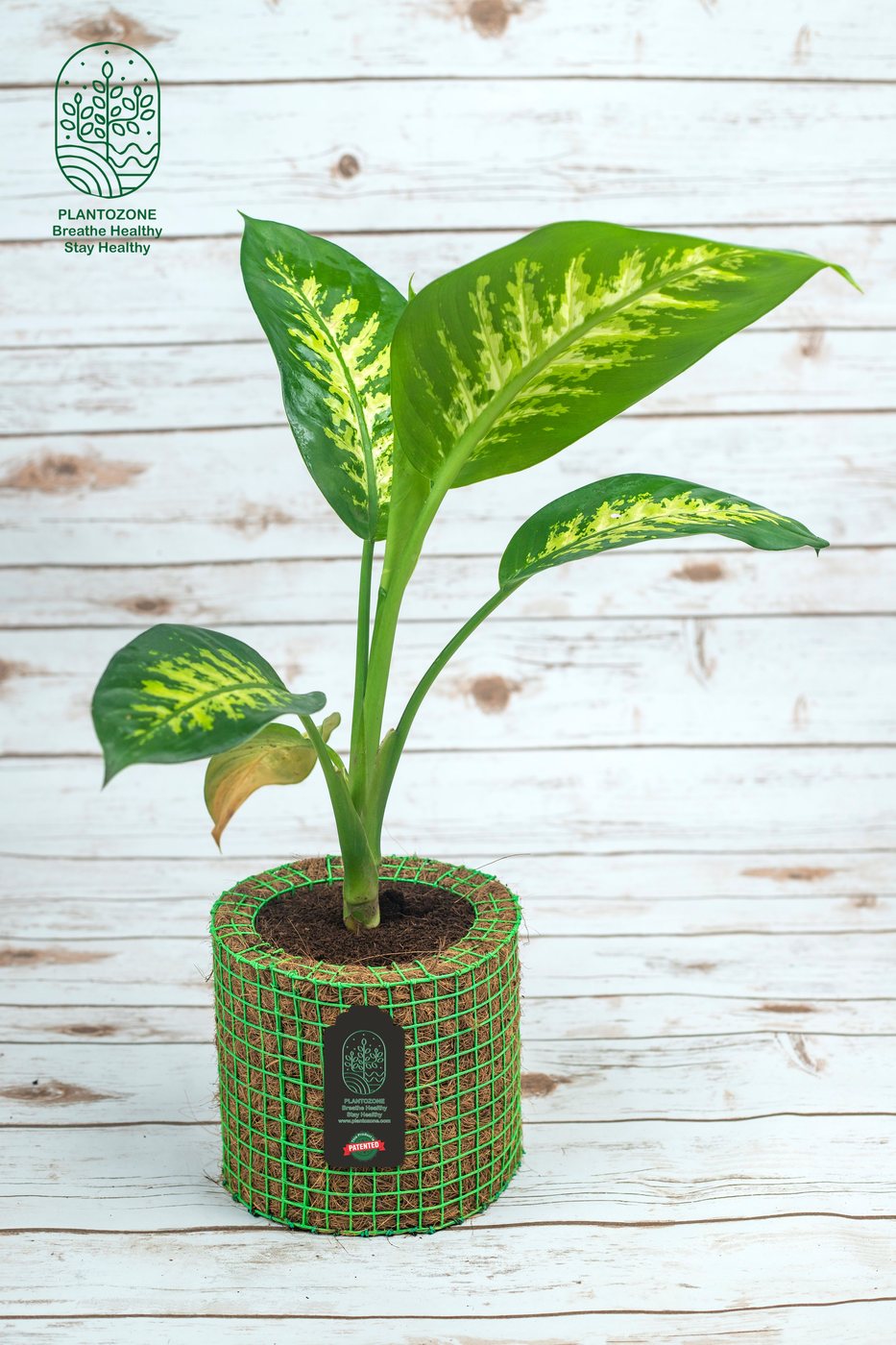 Dieffenbachia White Flame in a Plantozone cocohusk planter