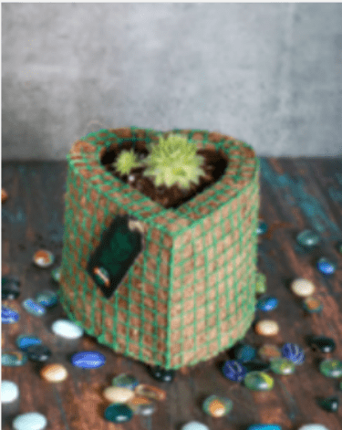 Echeveria Succulent in a Plantozone cocohusk planter