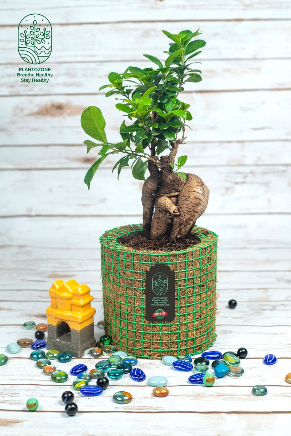 Ficus Bonsai Medium in a Plantozone cocohusk planter