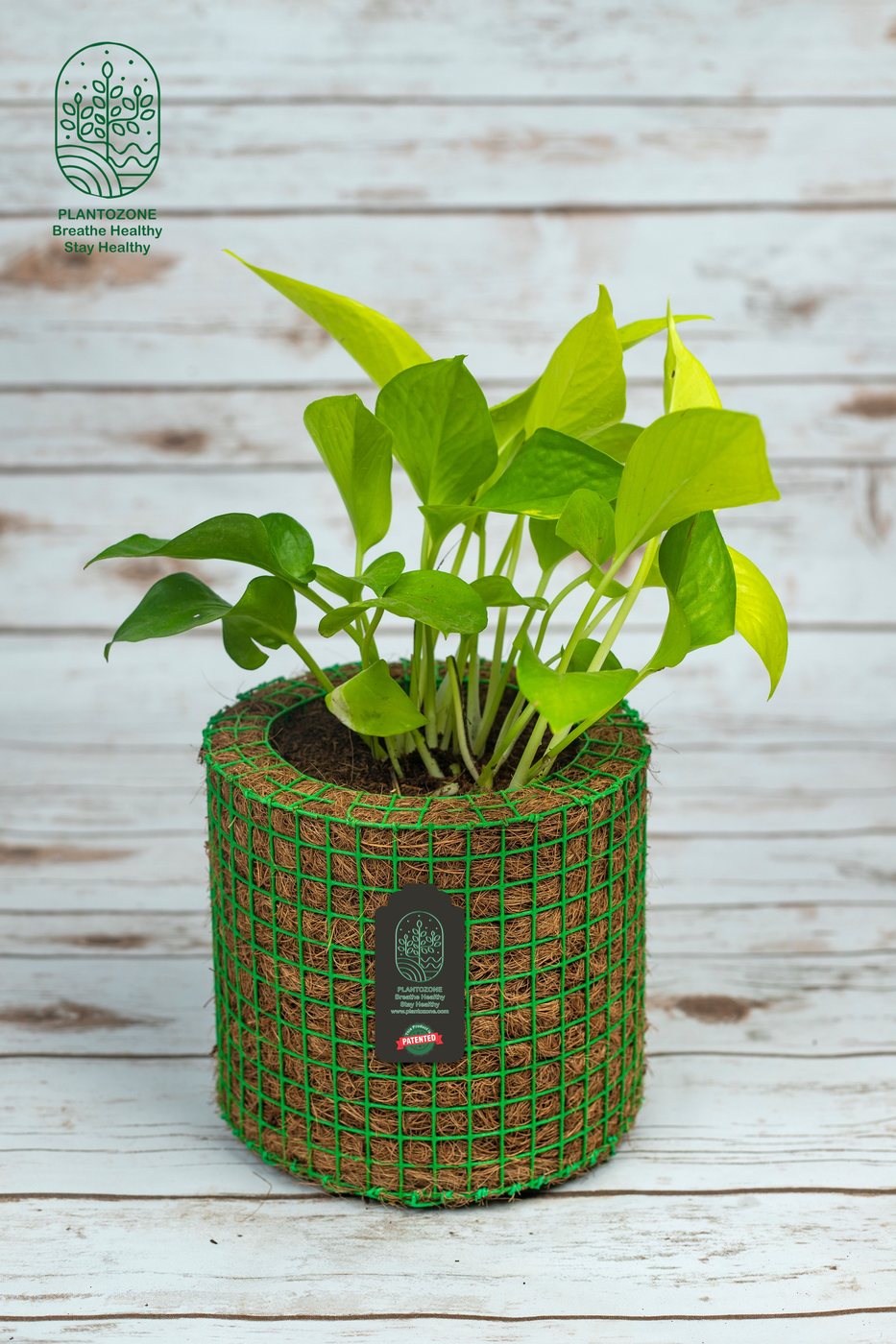 Golden Money Plant in a Plantozone cocohusk planter