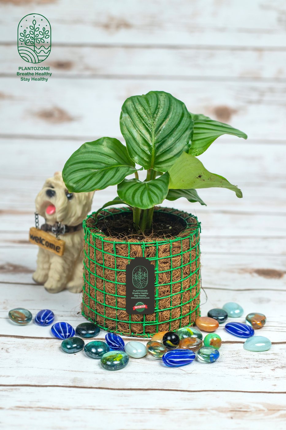 Green Calathea Plant in a Plantozone cocohusk planter