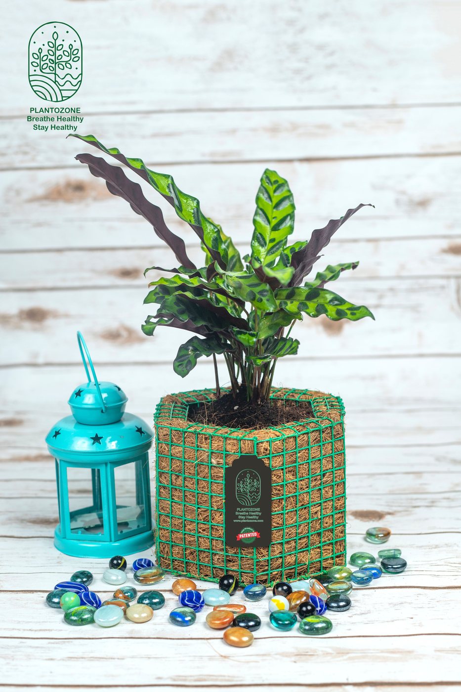 Green Dotted Calathea Plant in a Plantozone cocohusk planter