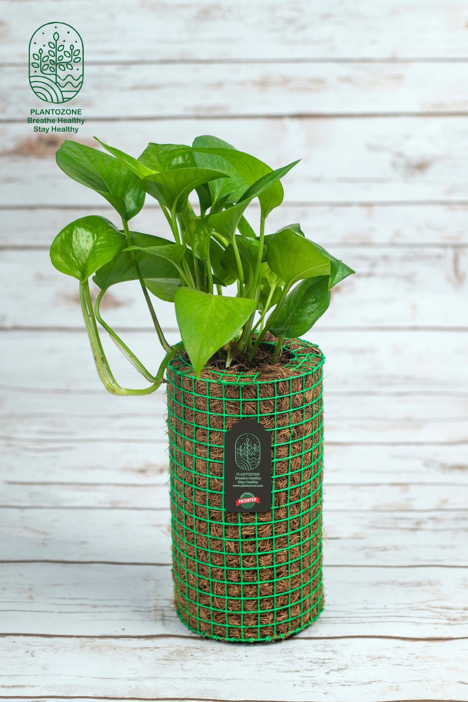 Green Money Plant in a Plantozone cocohusk planter
