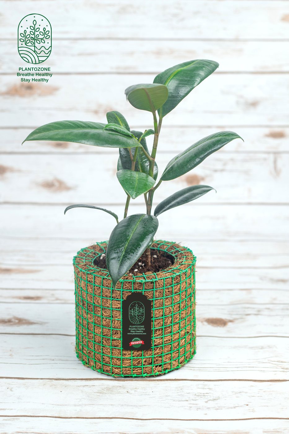 Green Rubber Plant in a Plantozone cocohusk planter