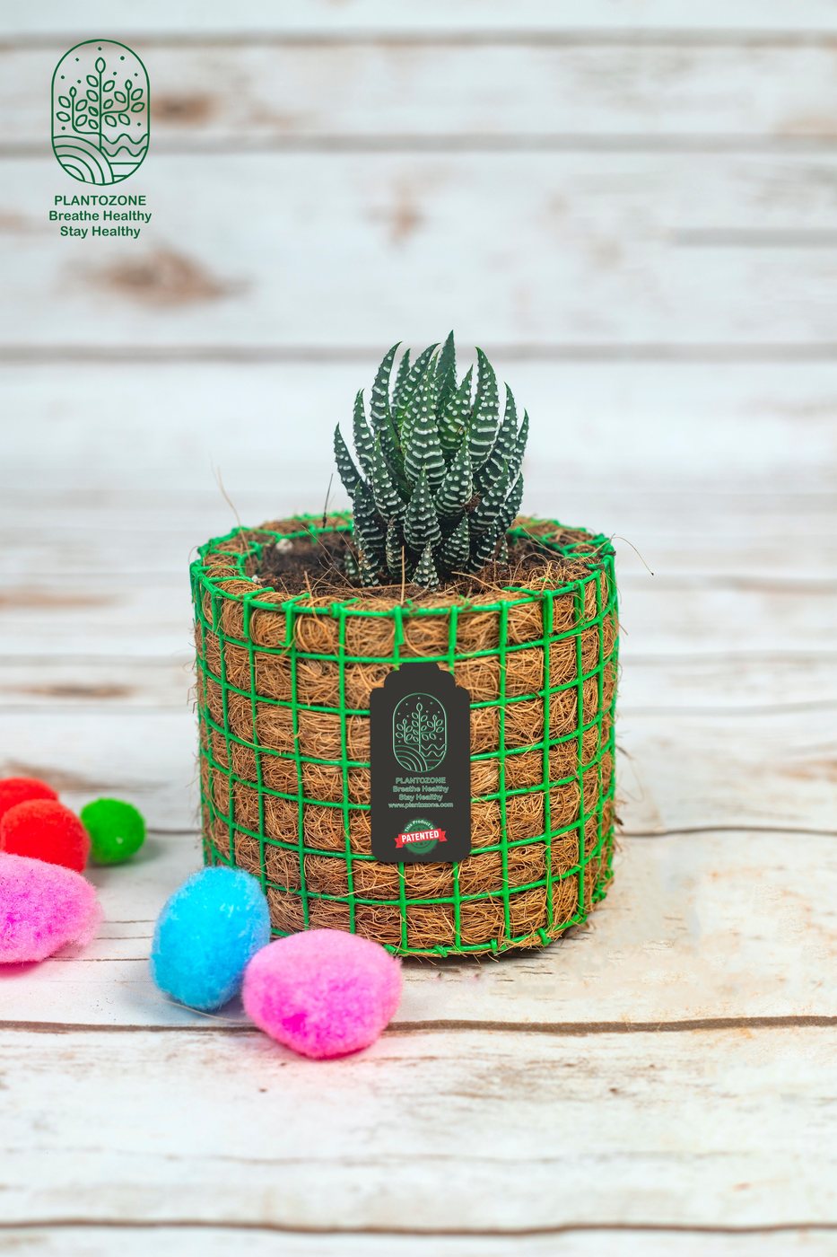 Haworthia Zebra in a Plantozone cocohusk planter