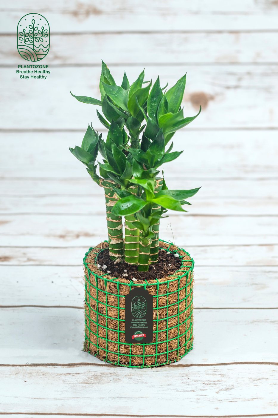 Lotus Bamboo in a Plantozone cocohusk planter