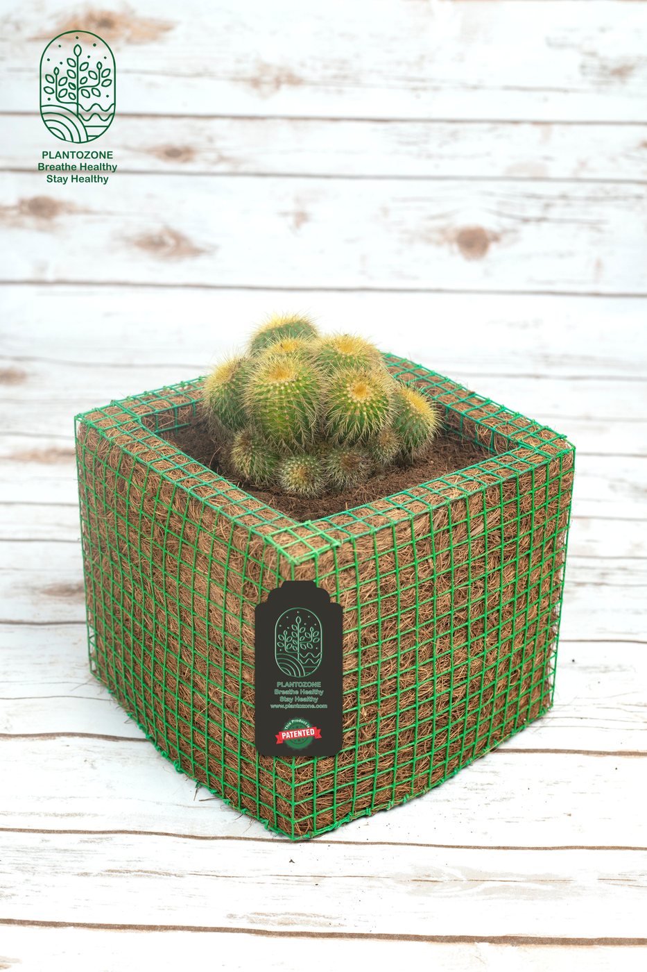 Mammilaria Cactus in a Plantozone cocohusk planter