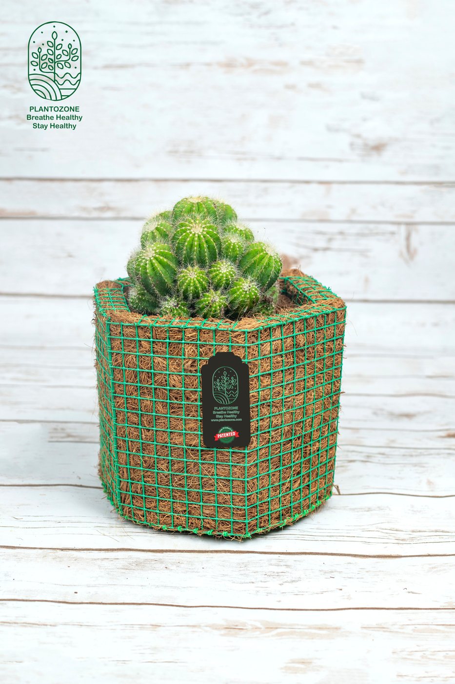 Notocactus in a Plantozone cocohusk planter
