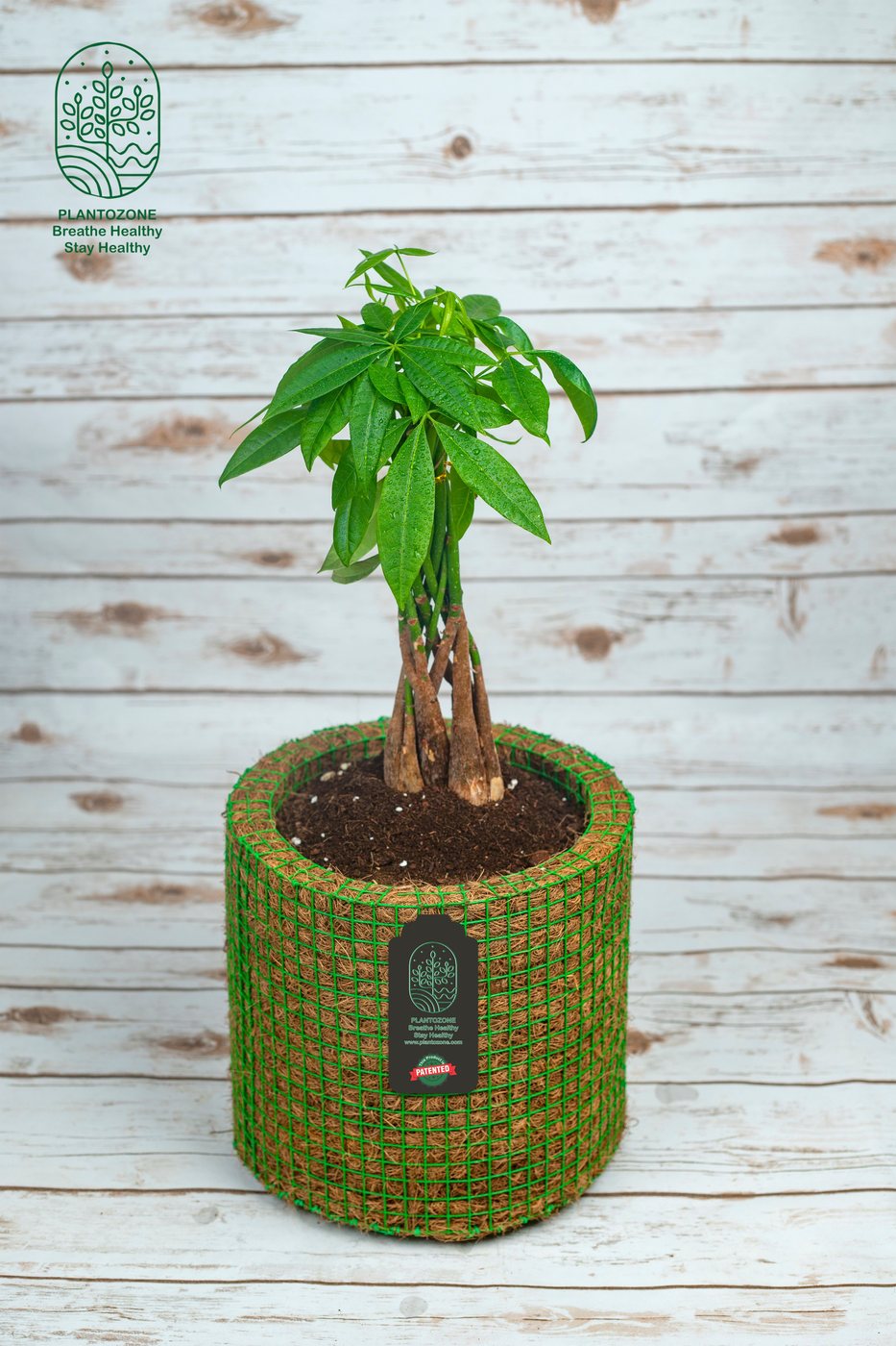 Pachira Money Plant in a Plantozone cocohusk planter