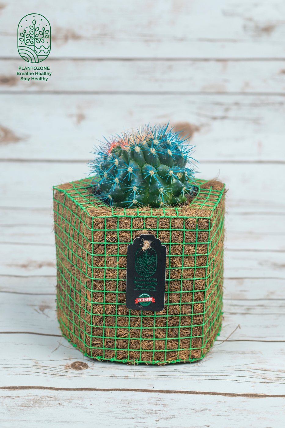 Painted Blue Cactus in a Plantozone cocohusk planter