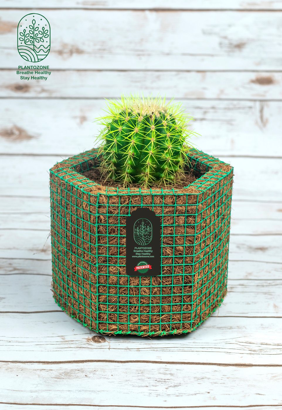 Painted Green Cactus in a Plantozone cocohusk planter