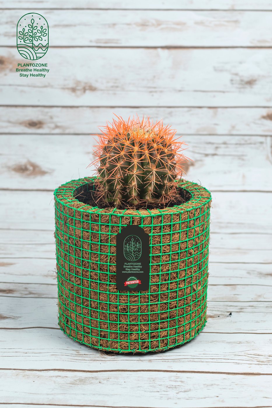 Painted Red Cactus in a Plantozone cocohusk planter