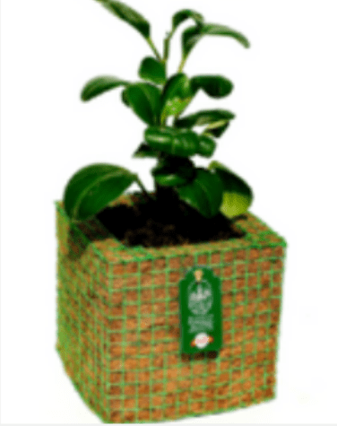 Peperomia Green in a Plantozone cocohusk planter