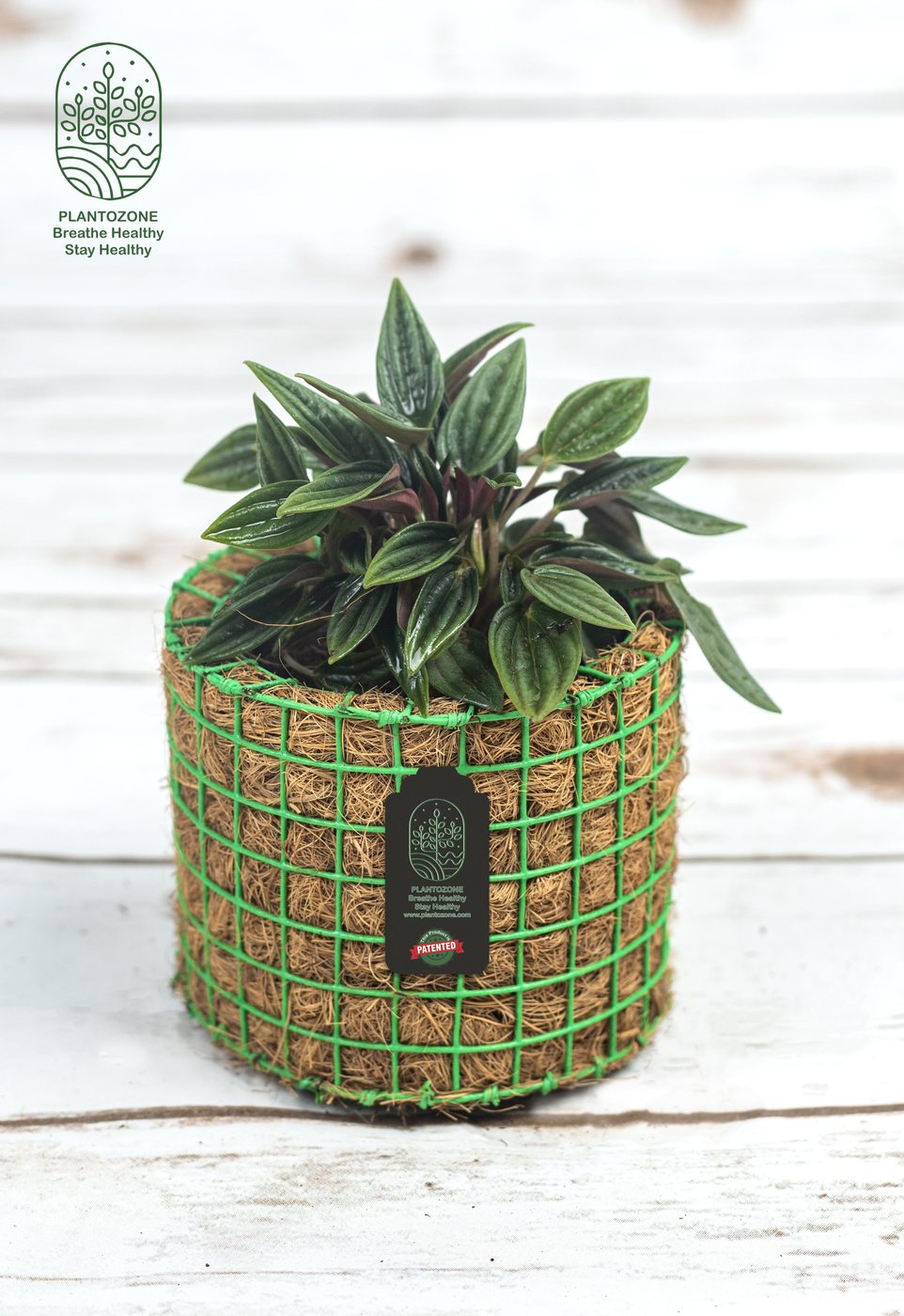 Peperomia Rosso in a Plantozone cocohusk planter