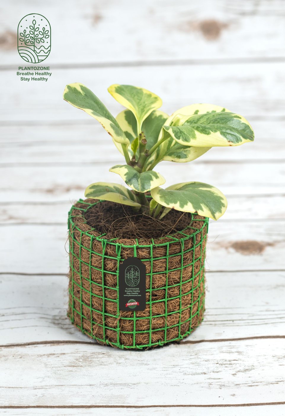Peperomia Variegated in a Plantozone cocohusk planter